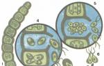 Pagpapalit-palit ng mga henerasyon sa mga halaman: diploid (sporophyte) at haploid (gametophyte) na mga yugto Pagpapalit-palit ng mga henerasyon sa mga halaman