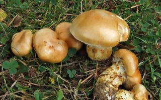 Edible and poisonous types of spider web mushroom