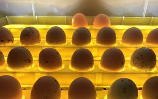How should chicken eggs be incubated?