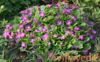 Common primrose: care and cultivation