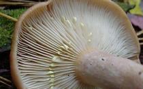 Edible mushrooms: false milk mushrooms