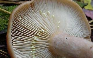 Kërpudha të ngrënshme: kërpudha të rreme qumështi
