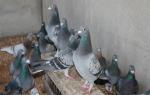 Allevamento e mantenimento dei piccioni, loro malattie e cure