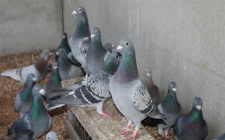 Allevamento e allevamento di piccioni, loro malattie e trattamenti