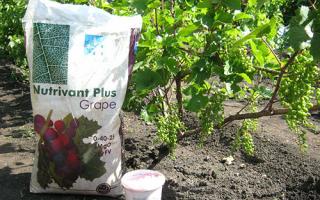 What fertilizers are best to feed grapes in summer?