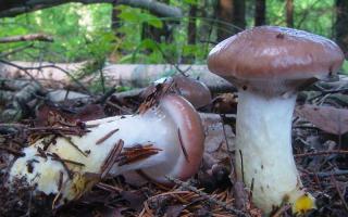 Mokrukha mushroom: description of species, collection location and preparation features