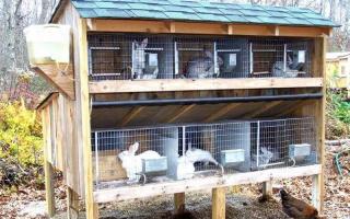 Breeding and keeping rabbits: tips for beginners
