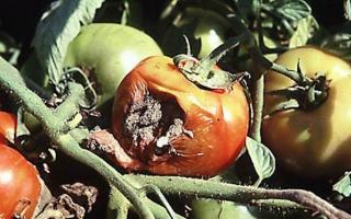 Pomodori in una foto di malattie in serra