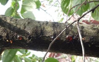 Cherry diseases description with photographs and methods of treatment