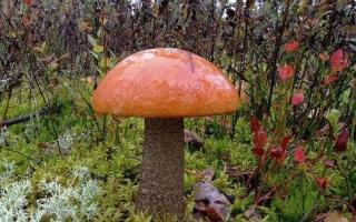 Difference between boletus and boletus