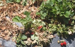 Main diseases and pests of garden strawberries