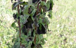Problems when growing pears: 5 reasons for curling and blackening of leaves