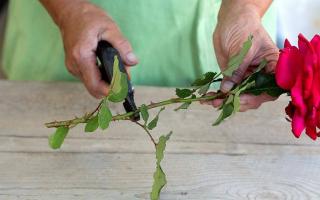 How to grow a rose from a cutting or a bouquet of flowers at home