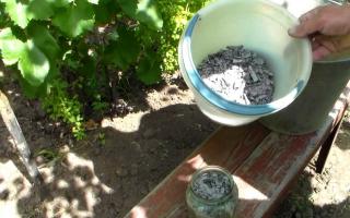 When and how to properly fertilize grapes?