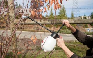 Spraying fruit trees in autumn