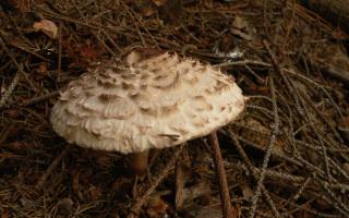 Umbrella mushroom - mga kapaki-pakinabang na katangian, contraindications at mga recipe