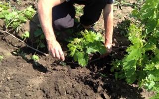 Быстрый рост винограда: какие удобрения лучше использовать