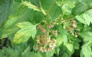 Red currant - diseases and pests, their control