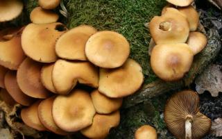 Summer honey mushrooms