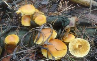 Funghi chiodini commestibili e finti chiodini: come evitare di cadere in una pericolosa trappola