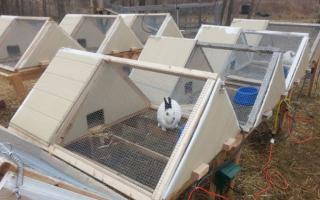 Capanno per conigli: regole per tenere i conigli, istruzioni per la costruzione, foto