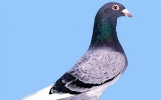Breeding pigeons: conditions and care