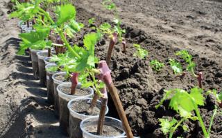 Выращивание винограда: посадка, размножение, уход, подкормка