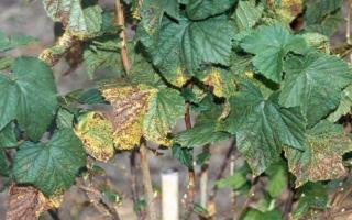 Main currant diseases and methods of combating them