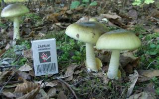 What kinds of inedible mushrooms are there - a list in pictures