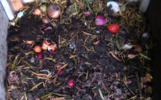 A compost heap is a budget saver and a means of increasing soil fertility