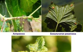 Blackcurrant diseases and pests